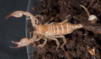 Media type: image; Invertebrate Zoology 46988